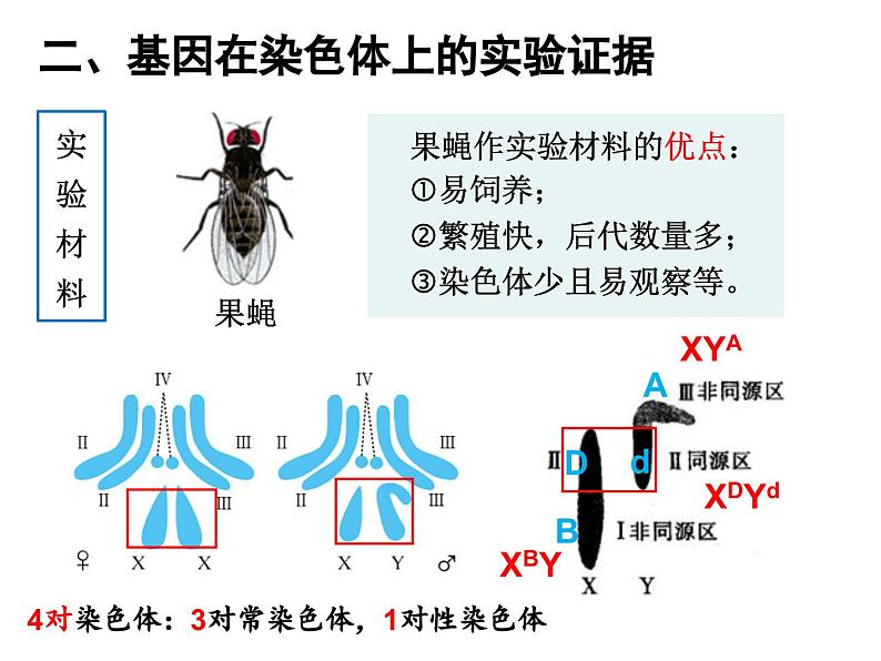 2023届高三生物一轮复习：基因在染色体上与伴性遗传 课件05