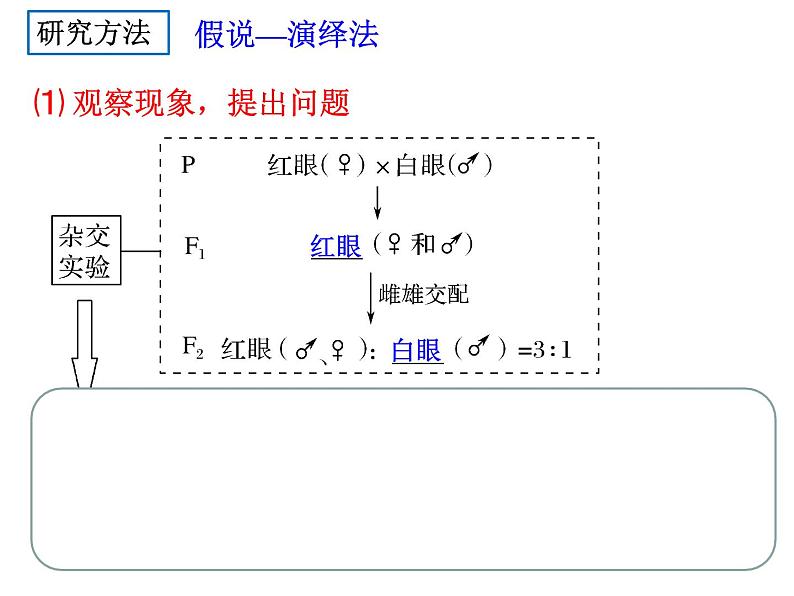 2023届高三生物一轮复习：基因在染色体上与伴性遗传 课件06