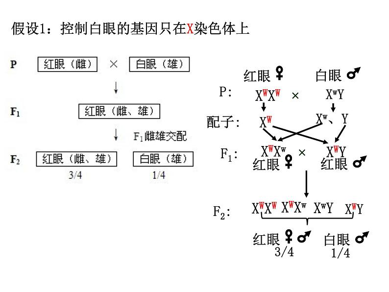 2023届高三生物一轮复习：基因在染色体上与伴性遗传 课件08