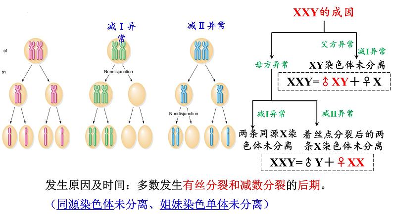 2023届高三生物一轮复习：染色体变异 课件第4页