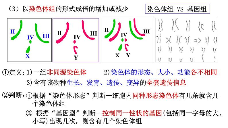 2023届高三生物一轮复习：染色体变异 课件第7页