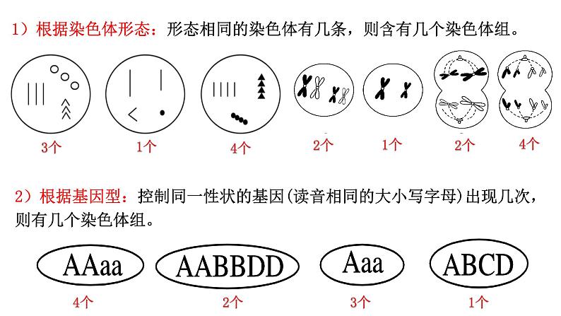 2023届高三生物一轮复习：染色体变异 课件第8页