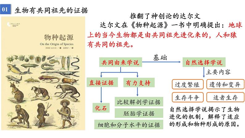 2023届高三生物一轮复习：生物的进化 课件第3页