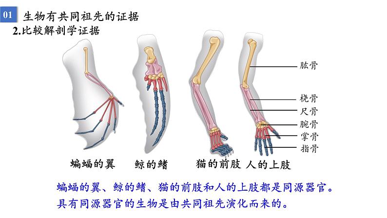 2023届高三生物一轮复习：生物的进化 课件第5页