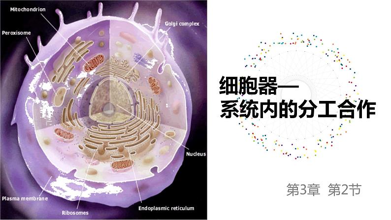 2023届高三生物一轮复习：细胞器 课件第1页