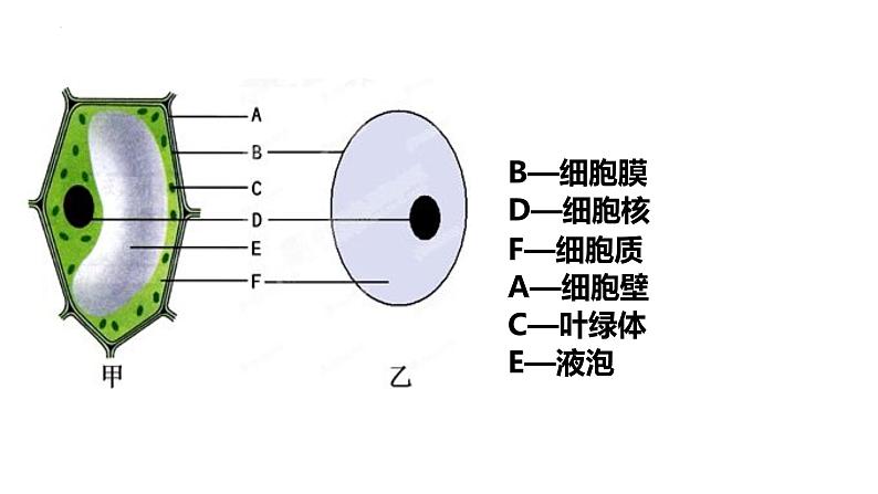 2023届高三生物一轮复习：细胞器 课件第2页