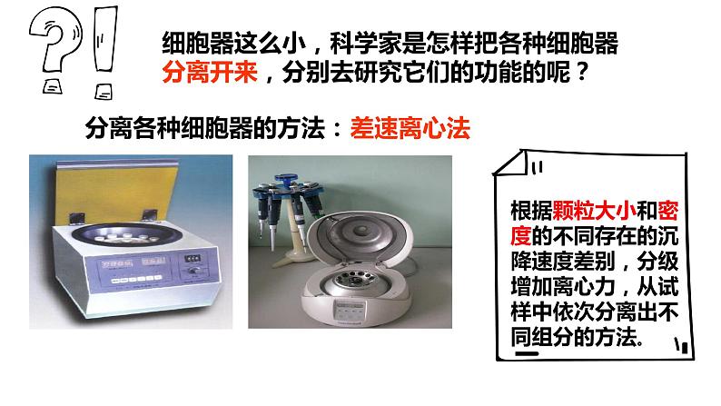 2023届高三生物一轮复习：细胞器 课件第5页