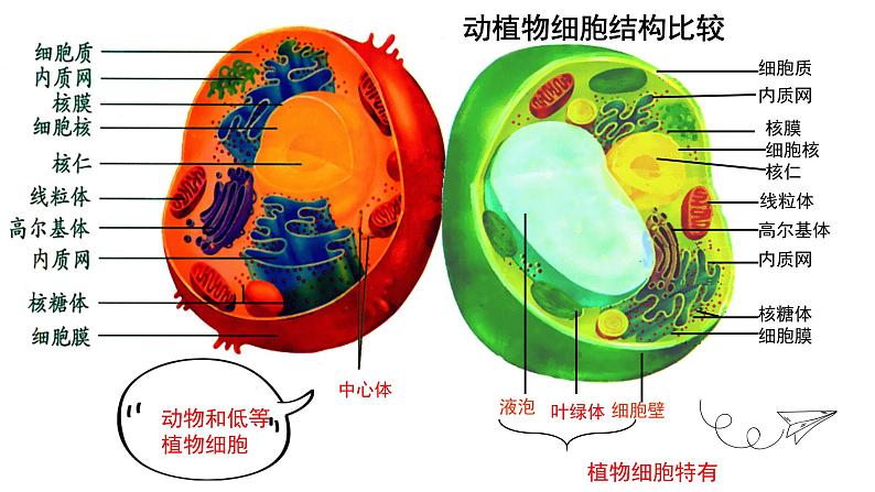 2023届高三生物一轮复习：细胞器 课件第7页