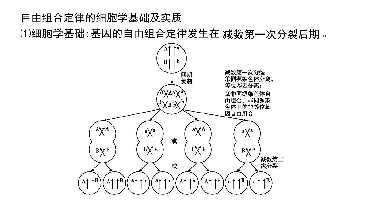 2023届高三生物一轮复习：自由组合定律 课件第2页