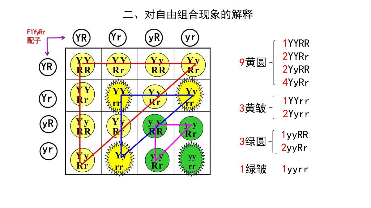 2023届高三生物一轮复习：自由组合定律 课件第4页