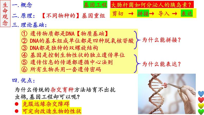 2023届高三生物一轮复习课件 基因工程1【工具】第8页