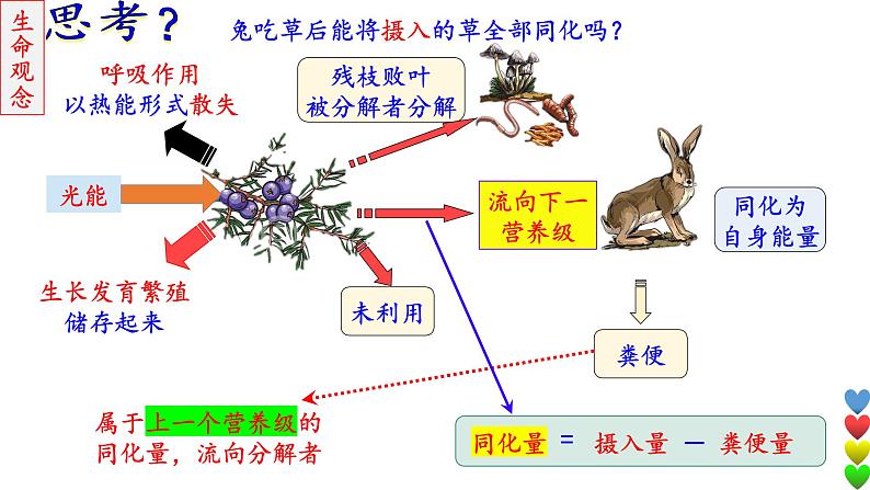 2023届高三生物一轮复习课件 生态系统的结构和功能及其稳定性2【能量流动】第6页