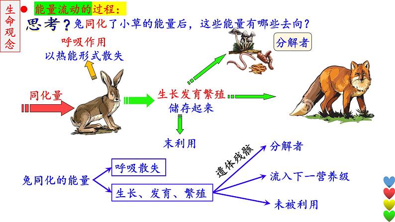 2023届高三生物一轮复习课件 生态系统的结构和功能及其稳定性2【能量流动】第7页