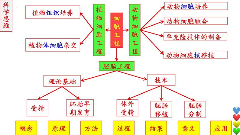 2023届高三生物一轮复习课件 细胞工程【胚胎】第2页