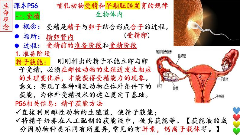 2023届高三生物一轮复习课件 细胞工程【胚胎】第6页