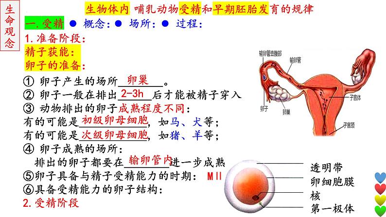 2023届高三生物一轮复习课件 细胞工程【胚胎】第7页