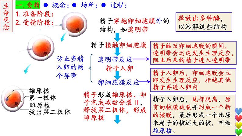 2023届高三生物一轮复习课件 细胞工程【胚胎】第8页