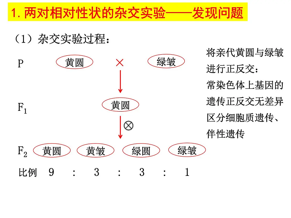 2023届高三生物一轮复习课件： 基因的自由组合定律第3页