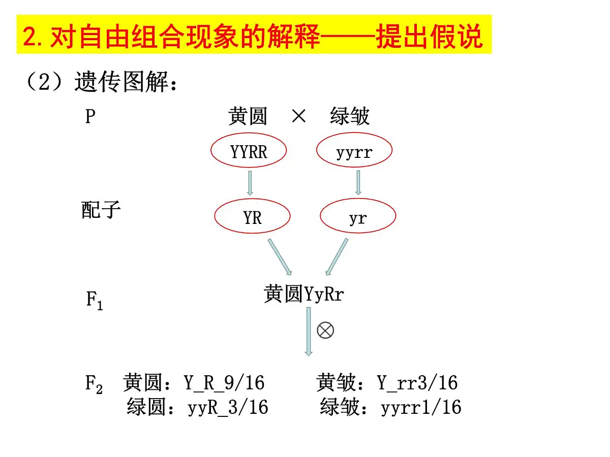 2023届高三生物一轮复习课件： 基因的自由组合定律第6页