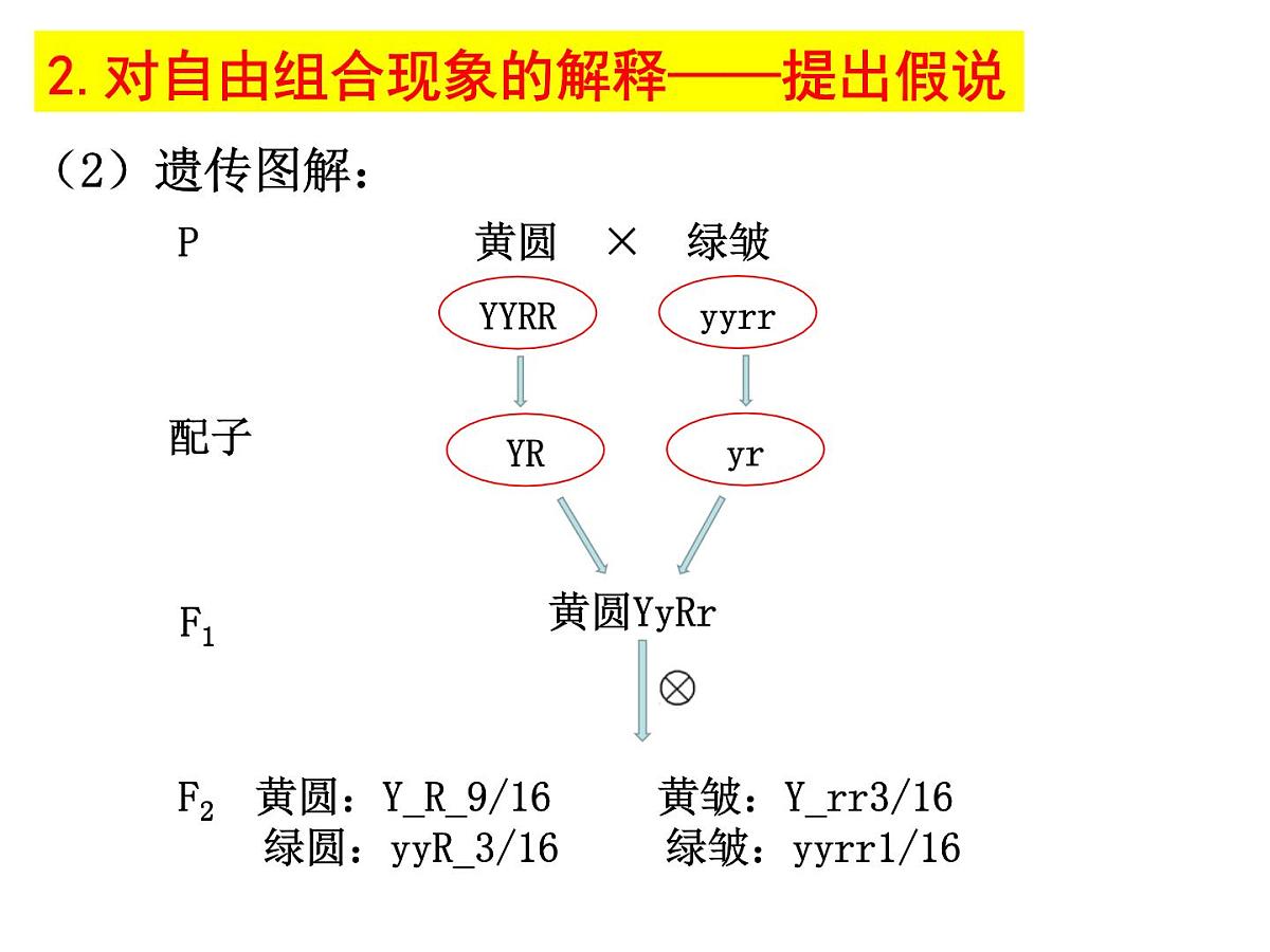 2023届高三生物一轮复习课件： 基因的自由组合定律第6页