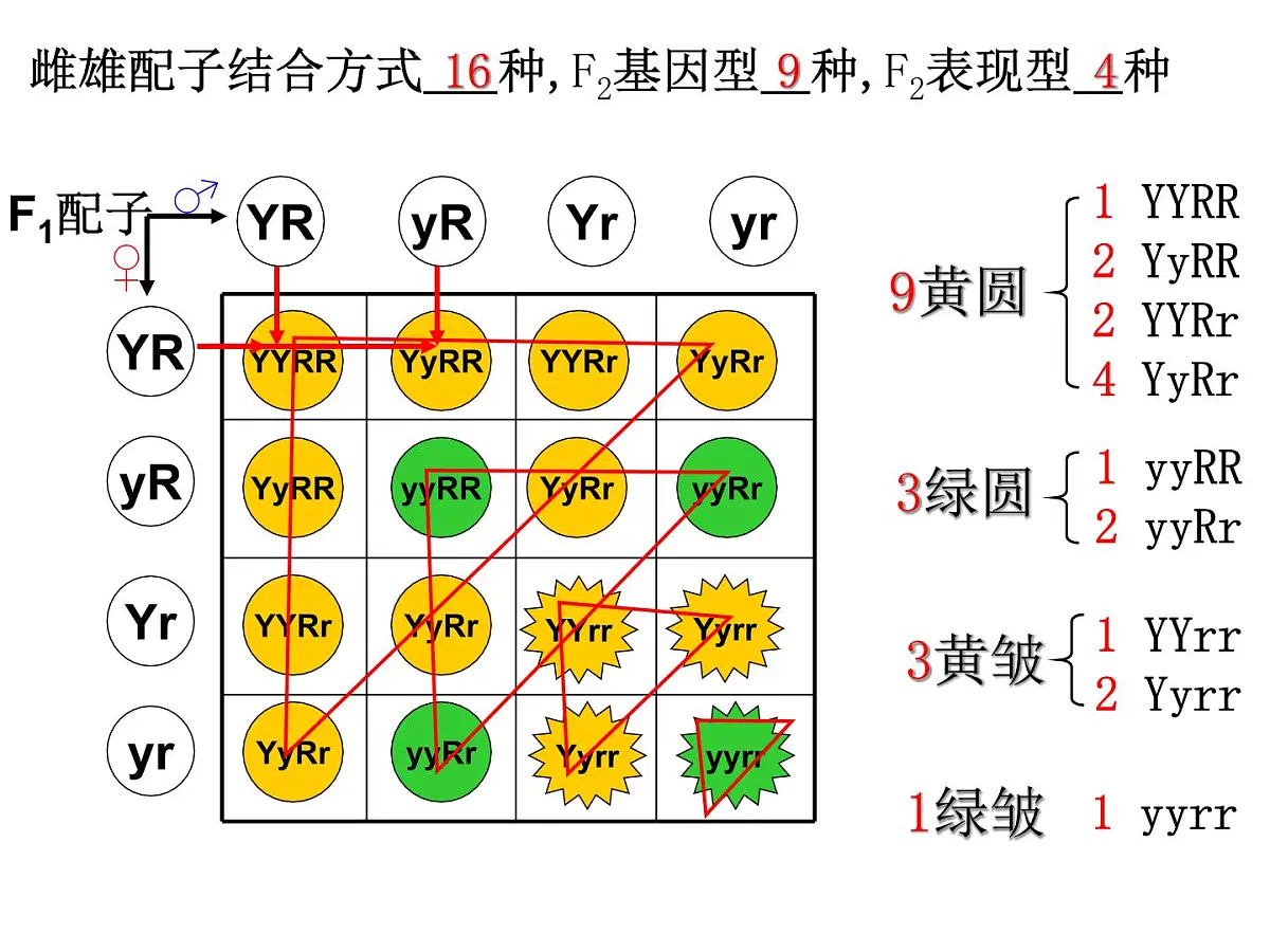 2023届高三生物一轮复习课件： 基因的自由组合定律第7页