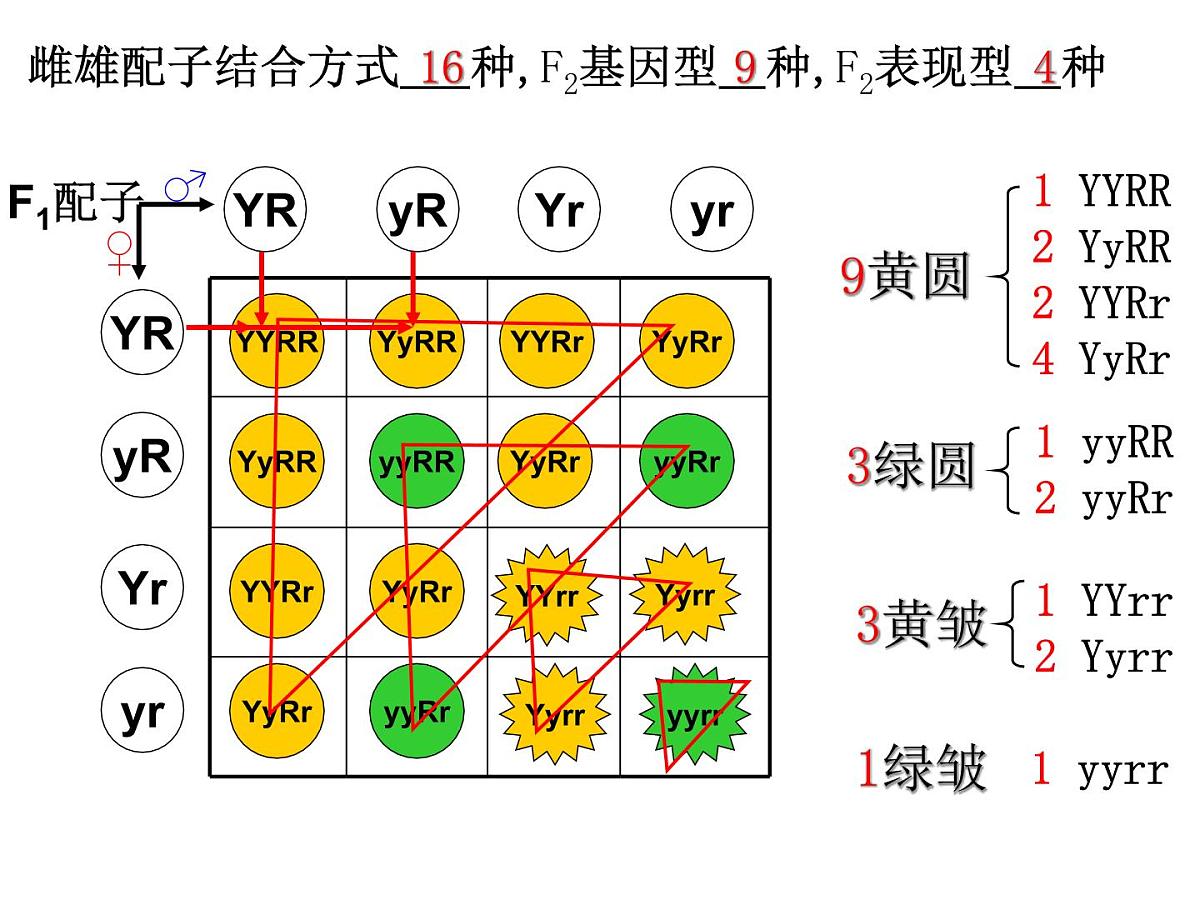 2023届高三生物一轮复习课件： 基因的自由组合定律第7页