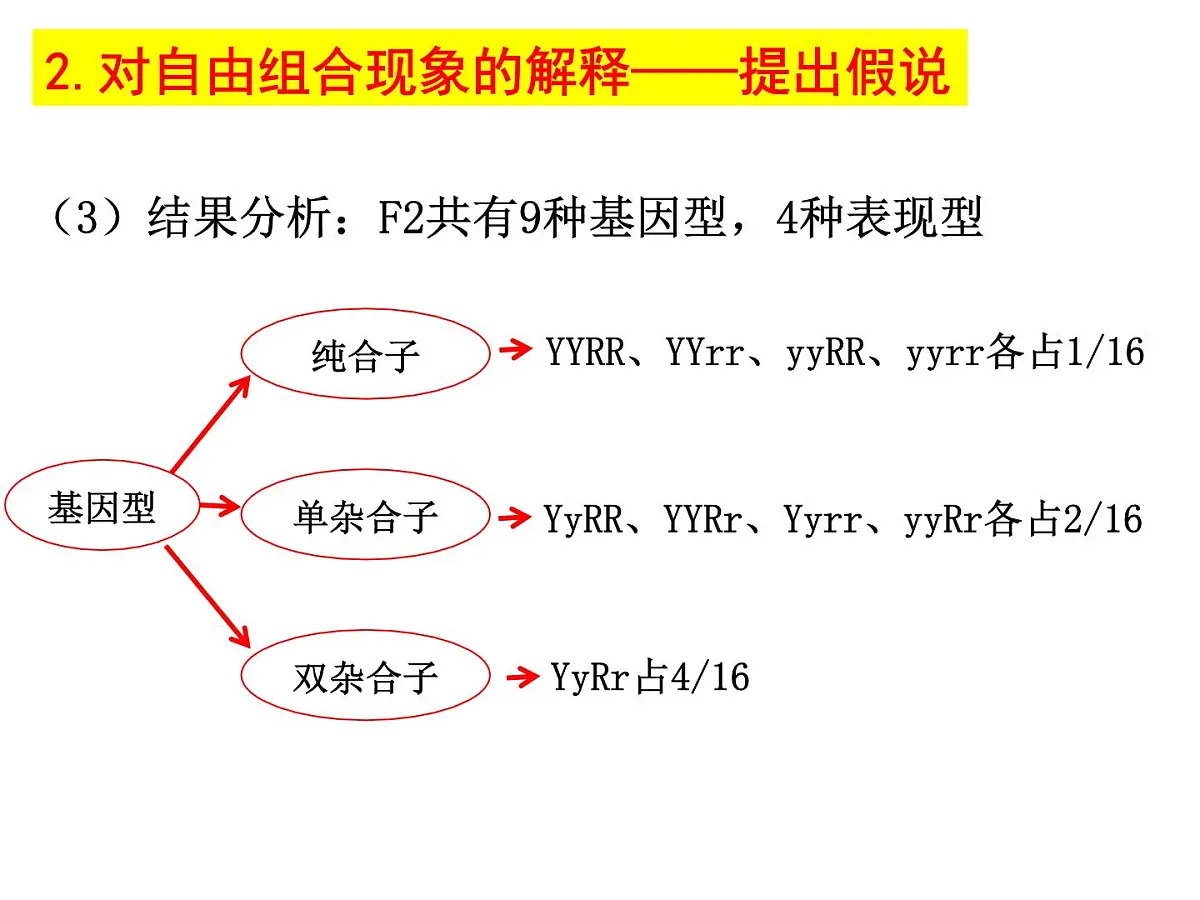 2023届高三生物一轮复习课件： 基因的自由组合定律第8页