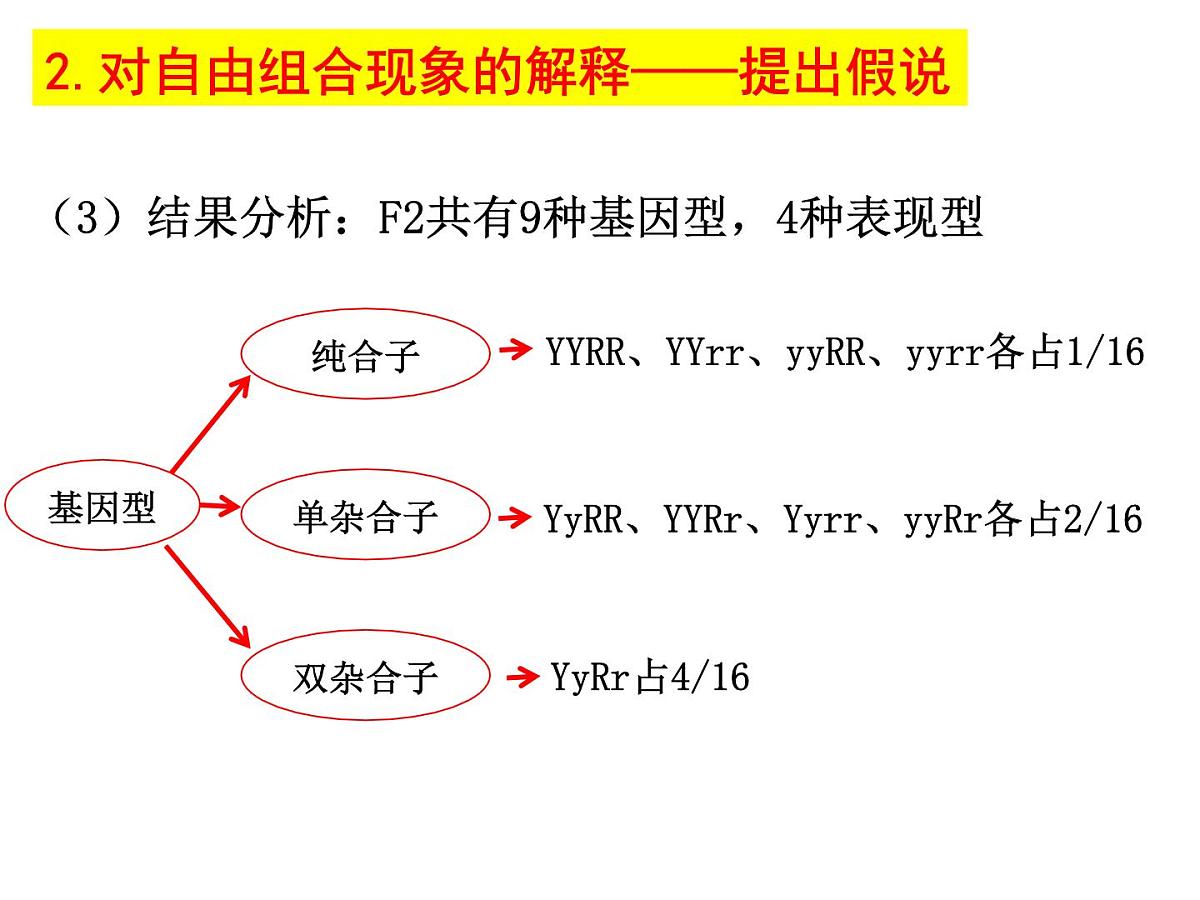 2023届高三生物一轮复习课件： 基因的自由组合定律第8页