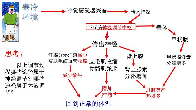 2023届高三生物一轮复习课件：人体的体温调节和水盐调节第5页