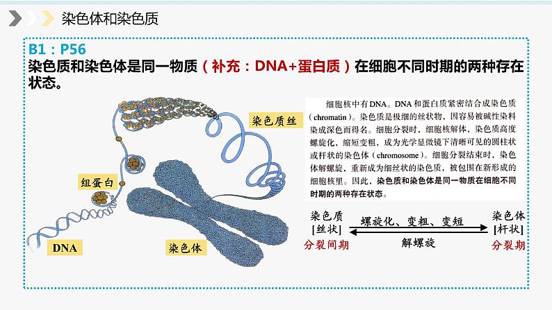 2023届高三生物一轮复习课件：细胞增殖第6页