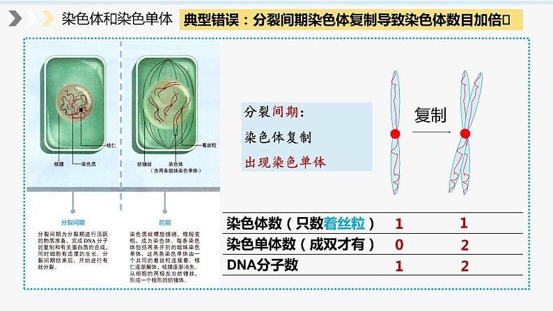 2023届高三生物一轮复习课件：细胞增殖第7页