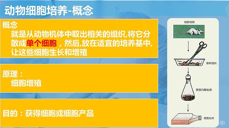 2023届高三生物一轮复习课件动物细胞工程第7页