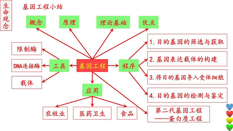 2023届高三生物一轮复习课件基因工程3【应用及蛋白质工程】第3页