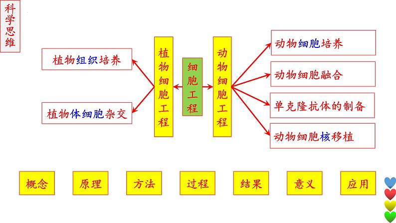 2023届高三生物一轮复习课件细胞工程【动物】第2页