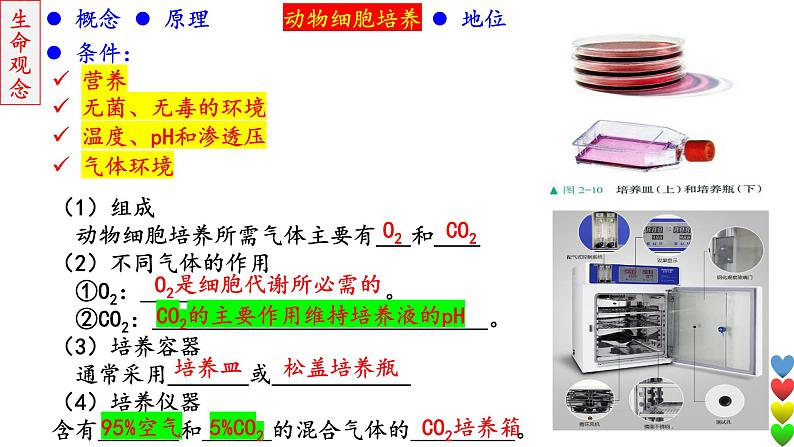 2023届高三生物一轮复习课件细胞工程【动物】第8页