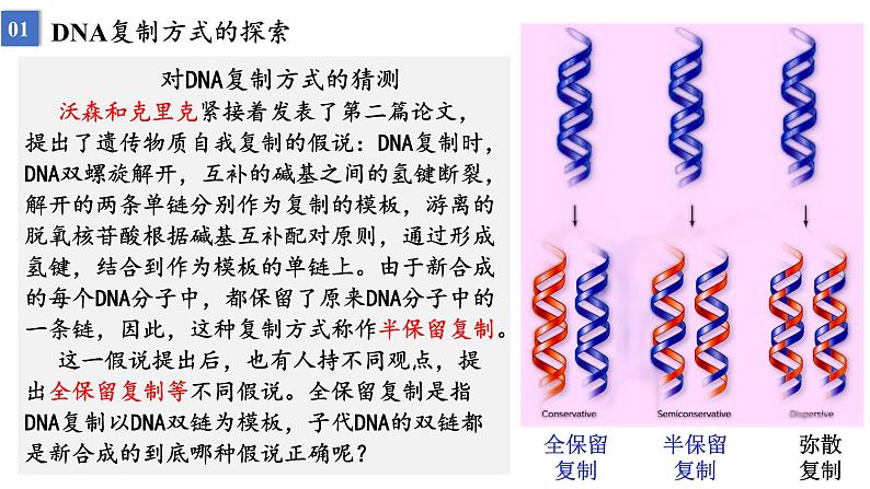 2023届高三生物一轮复习课件遗传信息的传递与表达课时1第2页