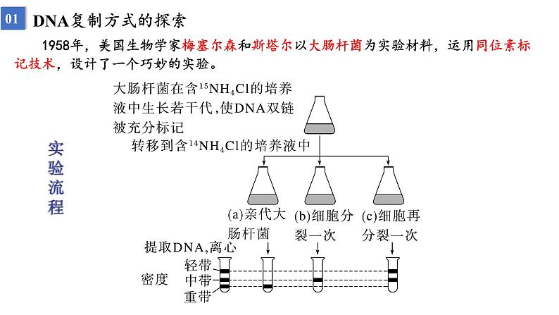 2023届高三生物一轮复习课件遗传信息的传递与表达课时1第3页