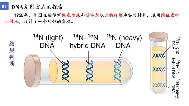 2023届高三生物一轮复习课件遗传信息的传递与表达课时1第4页