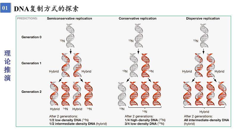 2023届高三生物一轮复习课件遗传信息的传递与表达课时1第5页