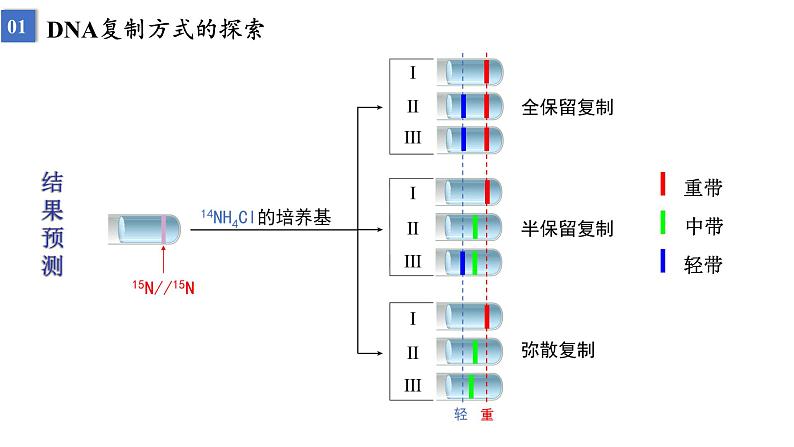 2023届高三生物一轮复习课件遗传信息的传递与表达课时1第6页