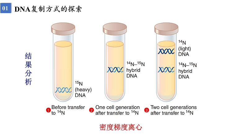 2023届高三生物一轮复习课件遗传信息的传递与表达课时1第7页