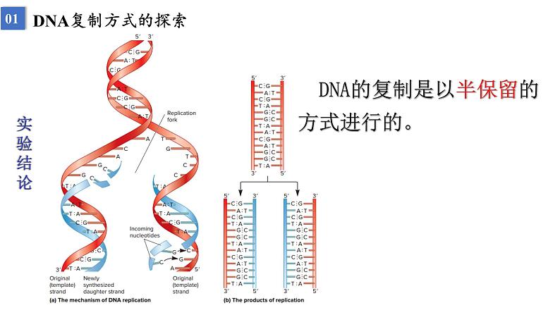 2023届高三生物一轮复习课件遗传信息的传递与表达课时1第8页