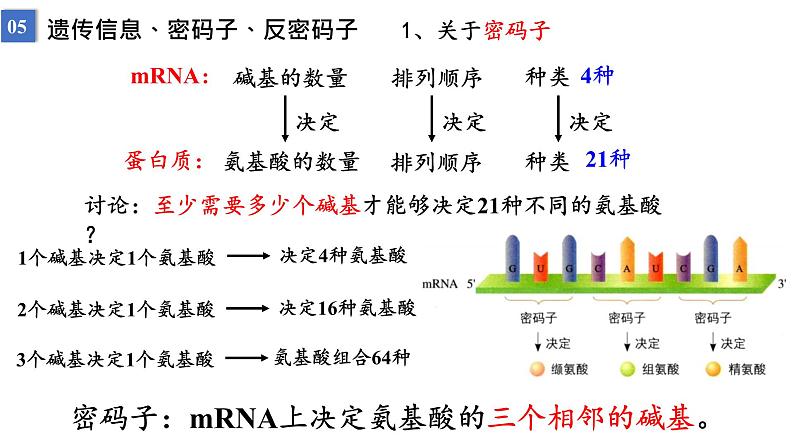 2023届高三生物一轮复习课件遗传信息的传递与表达课时2第4页