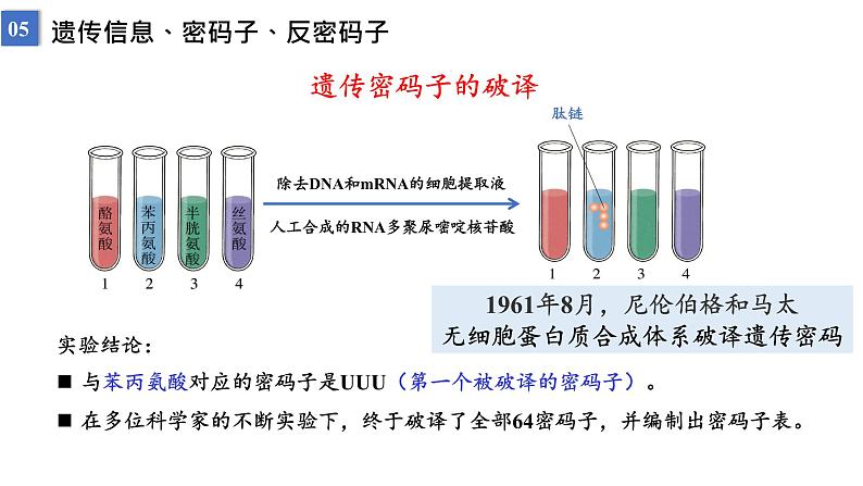 2023届高三生物一轮复习课件遗传信息的传递与表达课时2第5页