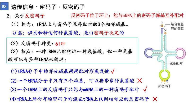 2023届高三生物一轮复习课件遗传信息的传递与表达课时2第8页