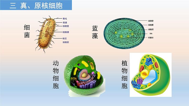 2023届高三生物一轮复习课件专题01 组成细胞的分子08