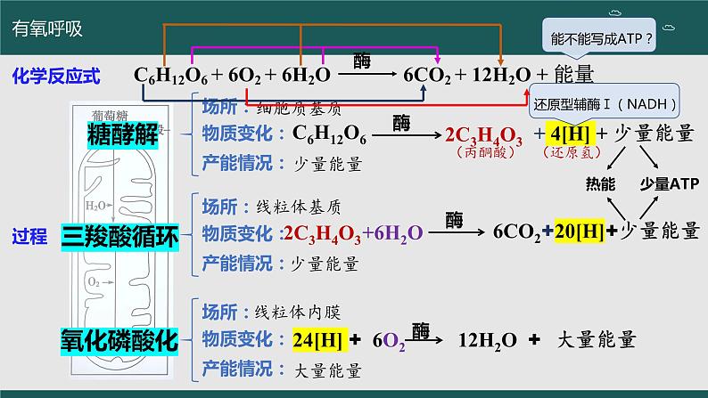 2024届高三生物一轮复习：第7讲 细胞呼吸 课件第5页