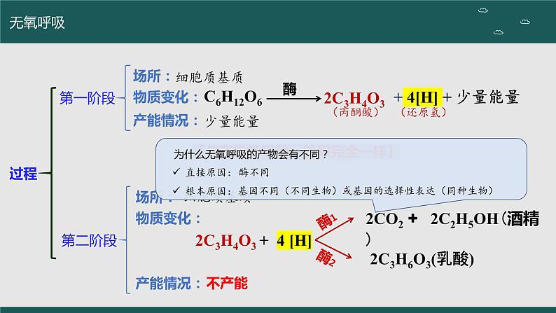 2024届高三生物一轮复习：第7讲 细胞呼吸 课件第8页