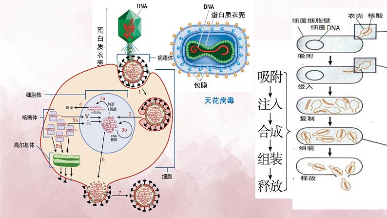 2024届高三生物一轮复习课件 第1讲 走近细胞第8页