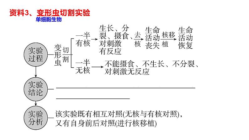 2024届高三生物一轮复习课件 第4讲 细胞核第5页